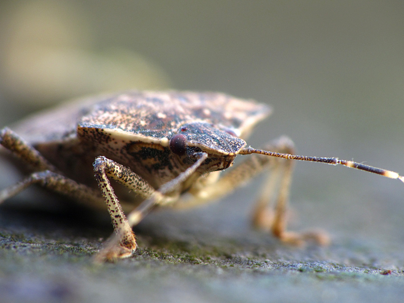 Wallpaper : portrait, nature, closeup, insect, brown, grey, tan, bug