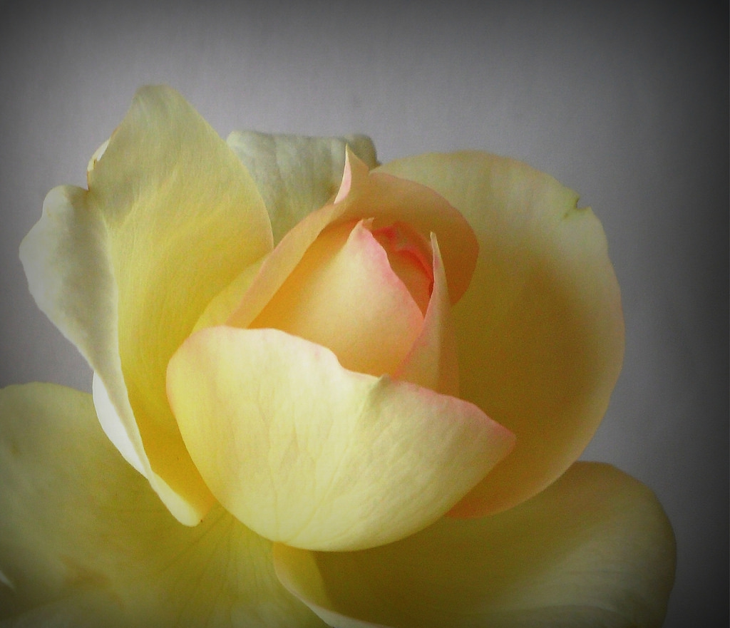hvit, gul, rose, Austin, lett, blomst, anlegg, flora, knopp, petal, rosa, fiore, flowerthequietbeauty, david, Wildflower, skrivebordsbakgrunn, blomstrende plante, nærbilde, makrofotografering, plantestammen, fortsatt liv fotografering, hageroser, rosefamilien, rose orden, davidaustin
