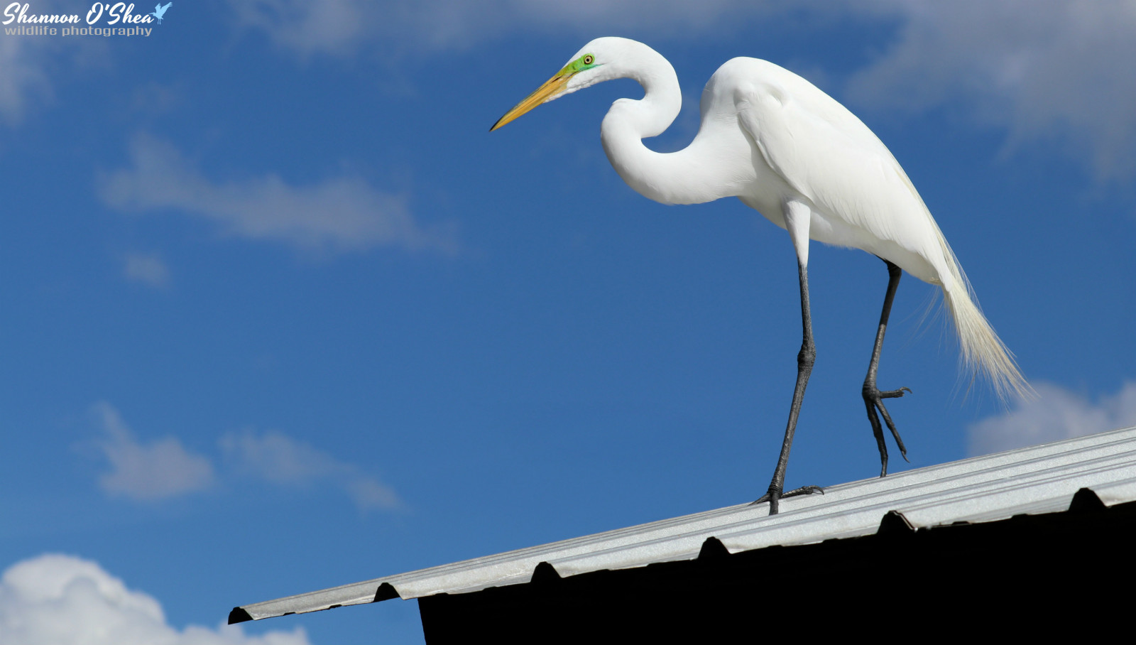 nebe, pták, zobák, mrak, volavka, během dne, čáp, Ciconiiformes, volavka, Veslonozí, volavka bílá, Jeřáb jako pták