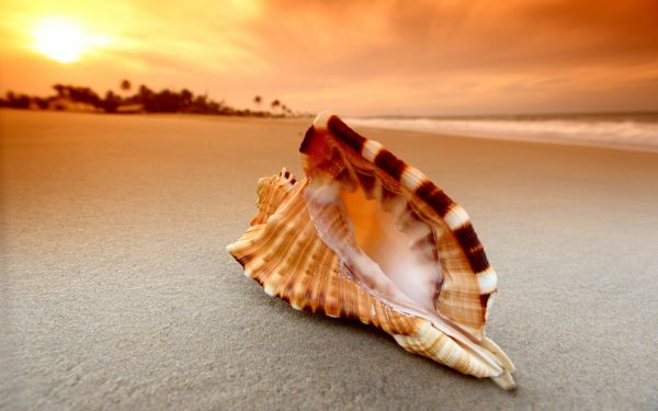 nature, sand, beach, seashell, hand, sea