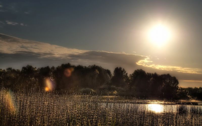 Ağaçlar,gökyüzü,Güneş,Işık,Işık yamaları,Ot