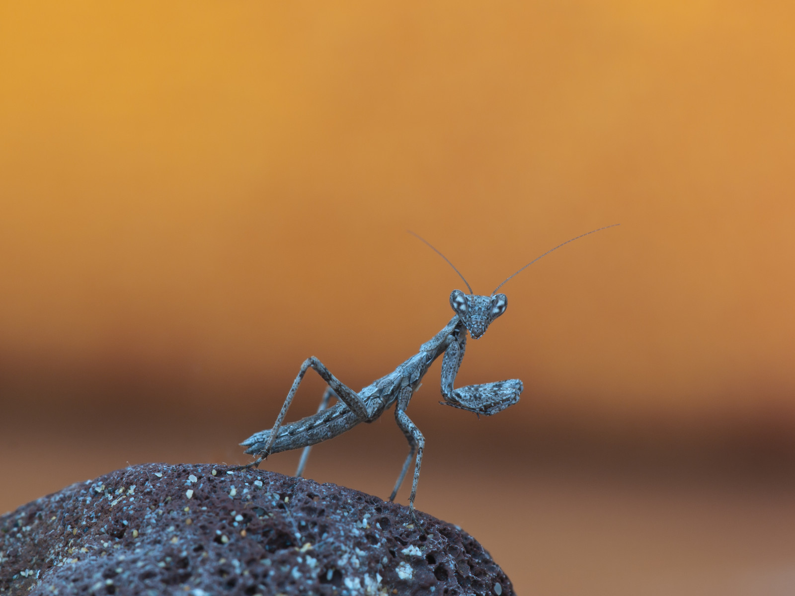 Wallpaper : mantis, wildlife, Fly, Lanzarote, makro, wing, fauna ...