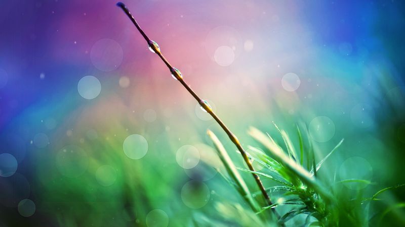 sunlight, plants, digital art, reflection, grass, sky sunlight, plants, digital art, reflection, grass, sky