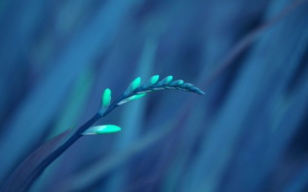sunlight, flowers, nature, plants, water, grass