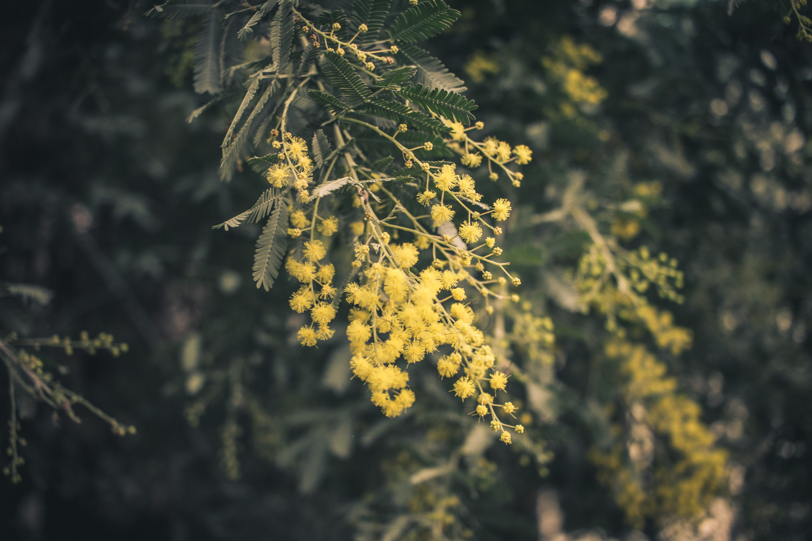 Wallpaper sunlight, forest, nature, plants, branch, green, yellow