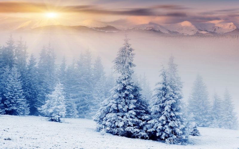 1920x1200 px, forest, mountain, nature, snow, landscape