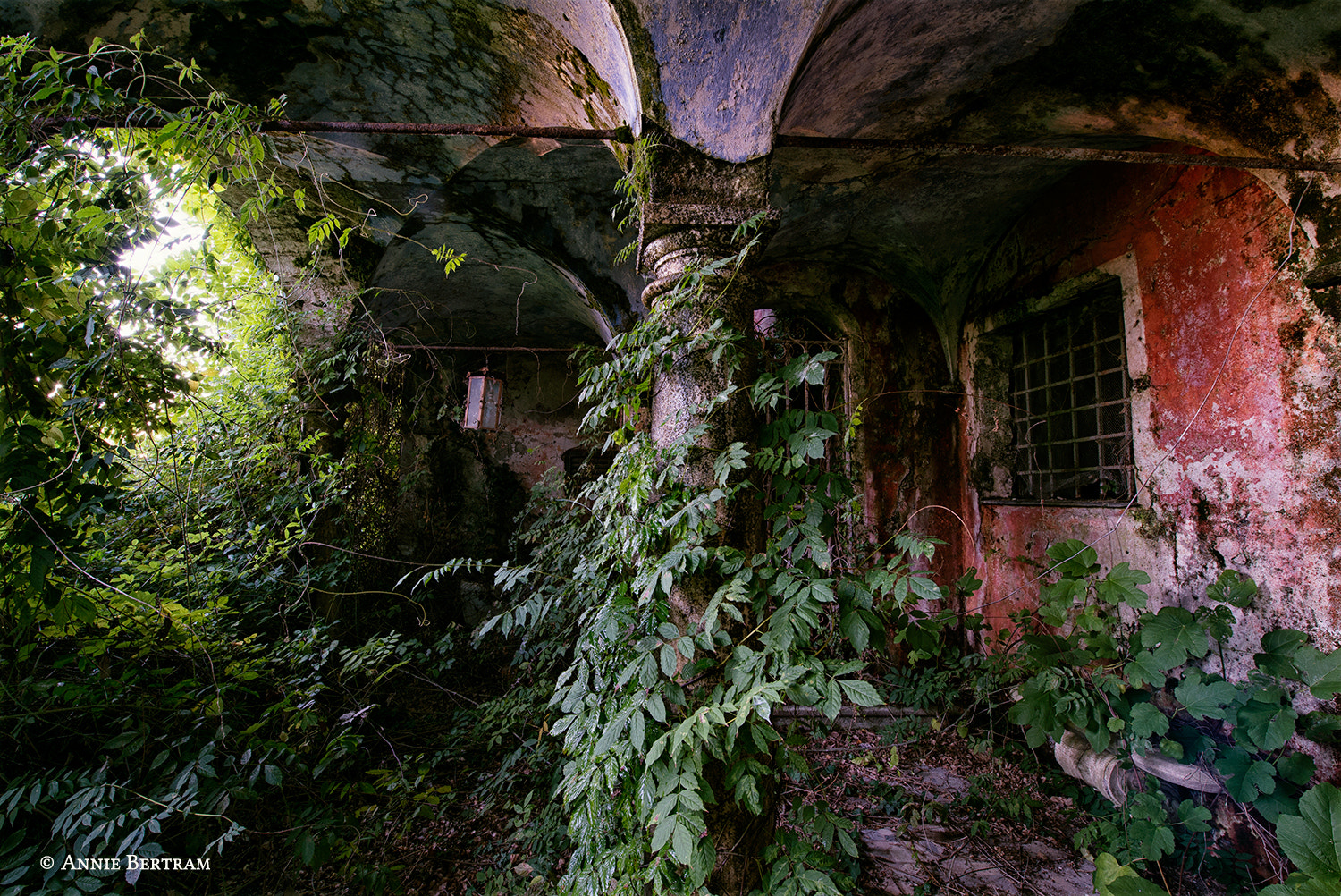 Plantas, casa, ruina, abandonado, 500 px, Annie Bertram