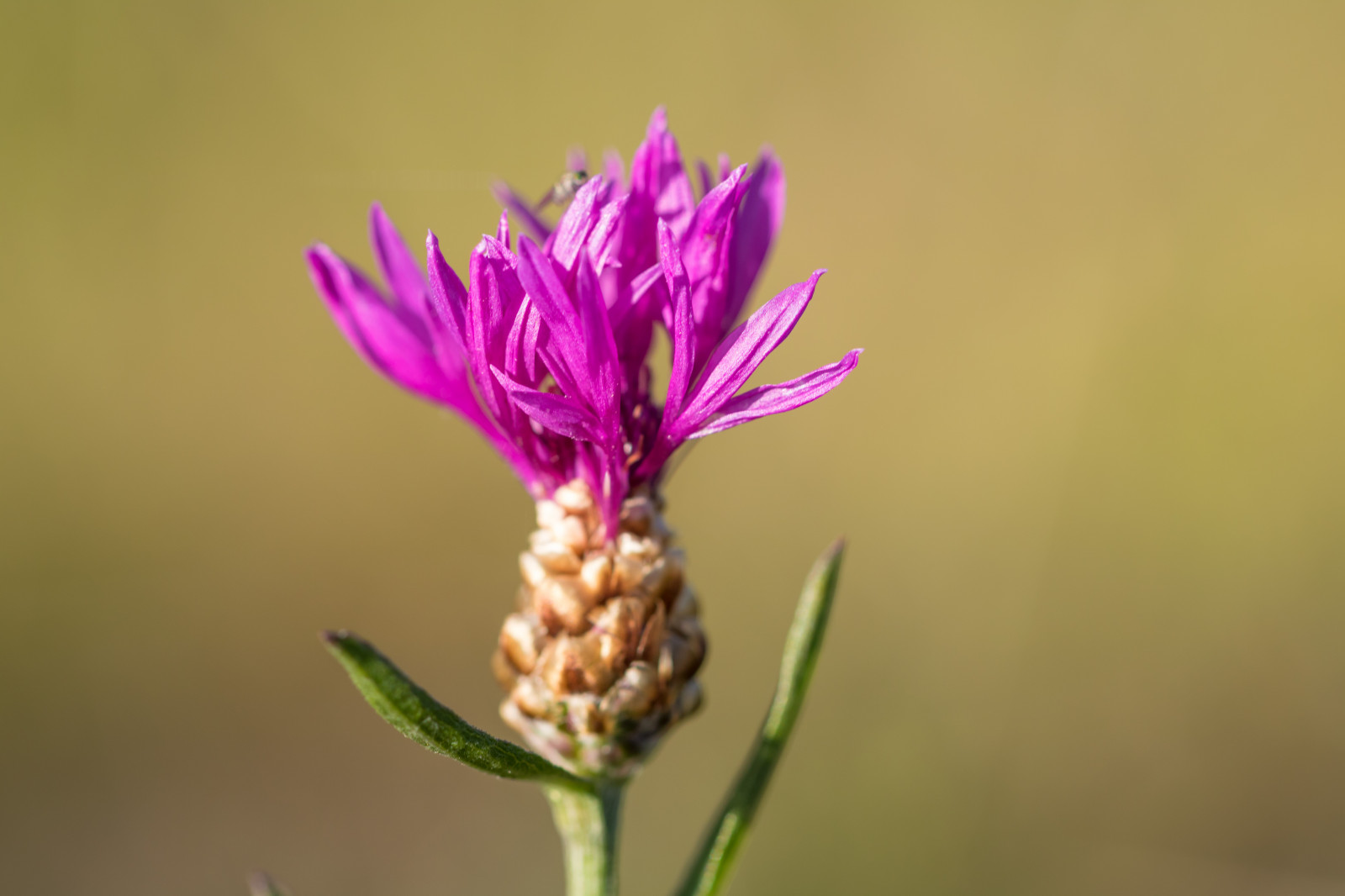 fotografování, makro, pyl, květ, květ, rostlina, flóra, pupen, Blomma, makro, exif modelu canoneos760d, geocountry, Kamera aby kánon, geocity, Model fotoaparátu canoneos760d, geostate, geolocation, exif aby kánon, EXIF isospeed 100, EXIF otvor 40, exif focallength 100mm, EXIF ef100mmf28lmacroisusm čočka, Simrishamn, okvětní lístek, b ckahalladalen, canonef100mm128lisusmmacro, divoká rostlina, botanika, suchozemská rostlina, kvetoucí rostlina, zblízka, makro fotografie, tráva rodina, závod stonek, nektar