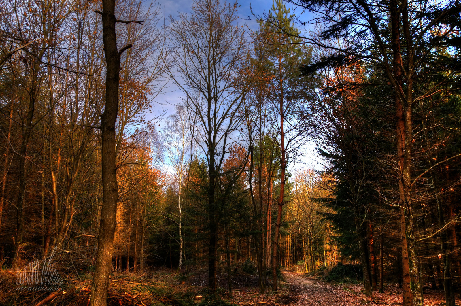 slunečnímu záření, stromy, krajina, les, Photoshop, Příroda, tráva, nebe, zima, dřevo, větev, Fotoaparát, večer, ráno, divočina, Křoví, objektiv, cesta, přírodní rezervace, UMĚNÍ, strom, Tamron, podzim, list, Landschaft, rostlina, natur, vegetace, keř, kamera, Wald, foto, vogel, baum, kunst, b UME, sLR, Dieter, slt, obscura, Wulf, Vogl, wulfdietervogl, wulfdieter, cameraobscuramonaciensis, monaciensis, PhotoArt, zálesí, háj, dřevina, ekosystém, mírné jehličnatý les, biome, kufr, prales, smíšený les, opadavý, modřín, monacensis, myart, meinekunst, fotokunst, meinefotokunst, myphotoart, spiegelreflex, reflexcamera, verarbeitet, bearbeitet, tamron1750, tamronlens, spaf1750mmf28xrdiiildaspherical, b Spr, geb sch, winterausflug, národní park, spruce fir forest, northern hardwood forest concept, tropical and subtropical coniferous forests