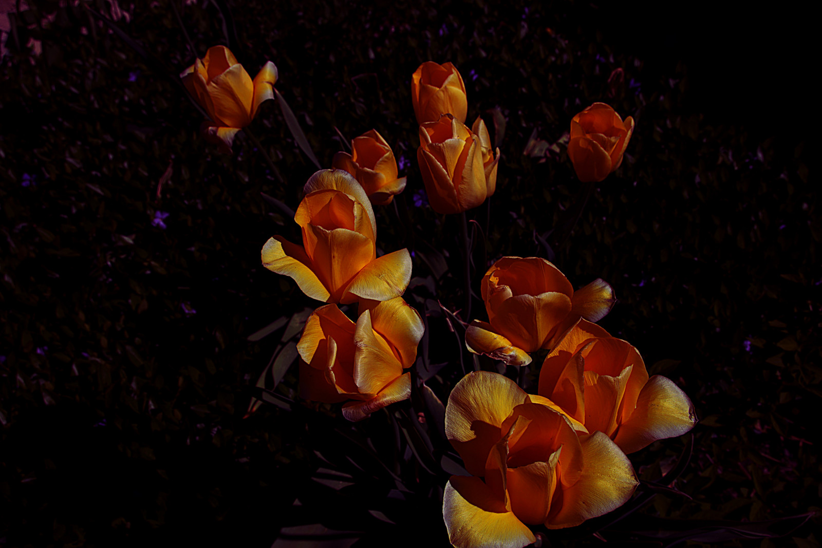 sort, blomster, arkitektur, rød, parkere, skygge, tulipaner, makro, gul, historisk, Canon, kronblade, Rose, atmosfære, te, tilbage, Dronning, linse, victorianske, grænse, Ontario, Rebel, lys, farve, gylden, humørsyg, blomst, region, plante, humør, Foto, baggrund, finger, ny, haver, mørke, kronblad, sigma, nrhp, onasill, palæ, søer, SL1, 18250mm, støvdrager, kulisse, behandling, bearbejdet, anne, PT, jord plante, blomstrende plante, makrofotografering, d100, Canandaigua, eso, Sonnenberg, ontariocounty, organge, janpanesse, 15250mm