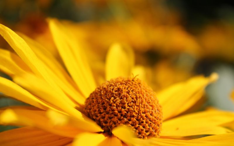 fleur,jaune,pétales,flou