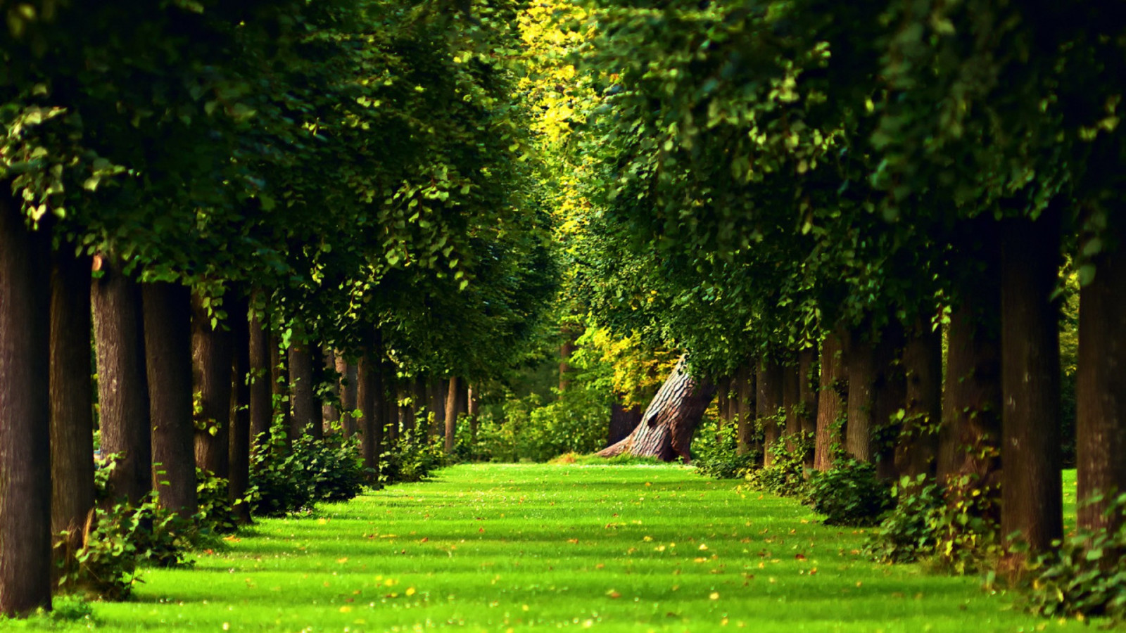 lumina soarelui, copaci, peisaj, pădure, frunze, grădină, natură, iarbă, camp, ramură, verde, copac, toamnă, frunze, floare, plantă, agricultură, luncă, plantaţie, peluză, pădure, dumbravă, zona rurala, habitat, mediul natural, botanică, plante lemnoase, arbust