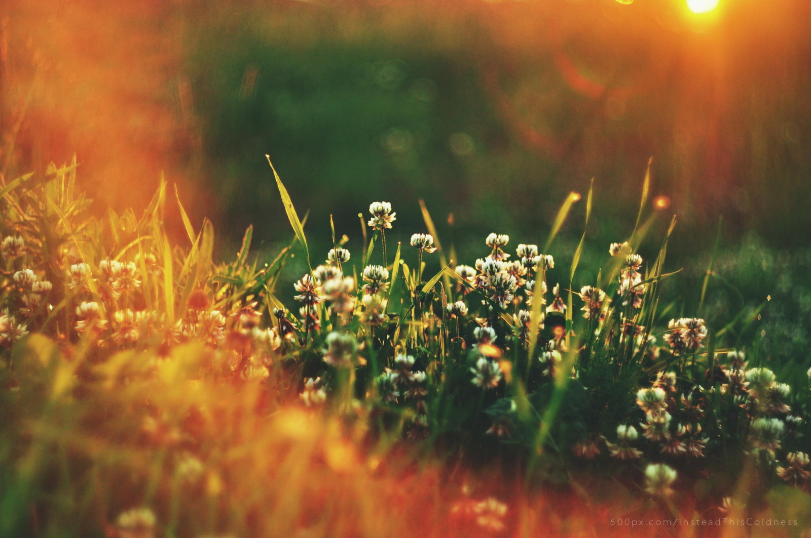 Wallpaper sunlight, depth of field, flowers, water, plants, evening, morning, spring, dew