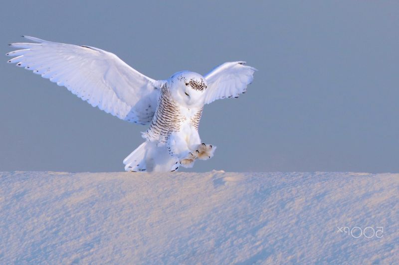 hewan,salju,burung-burung,musim dingin,fotografi,burung buas