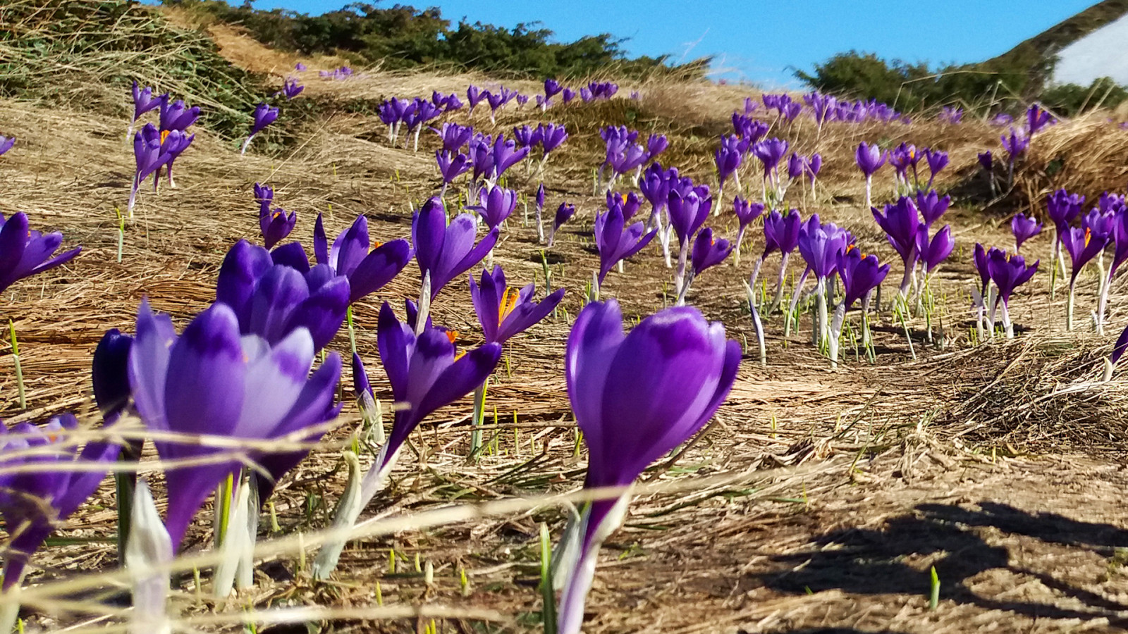 Příroda, květiny, rostliny, suchá tráva, sněženky