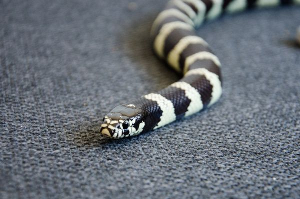 snake,reptile,head,color