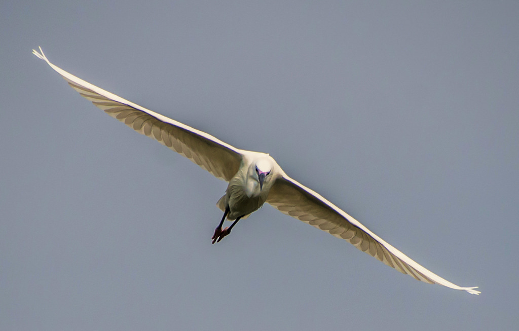 Příroda, křídla, Volně žijících živočichů, Nikon, život, bokeh, jasný, zobák, Let, světlo, barva, NIKKOR, zvíře, hloubka pole, venkovní, pták, divoký, sezóna, dof, Pírko, mořský pták, křídlo, fauna, D7200, obratlovců, Accipitriformes, shorebird