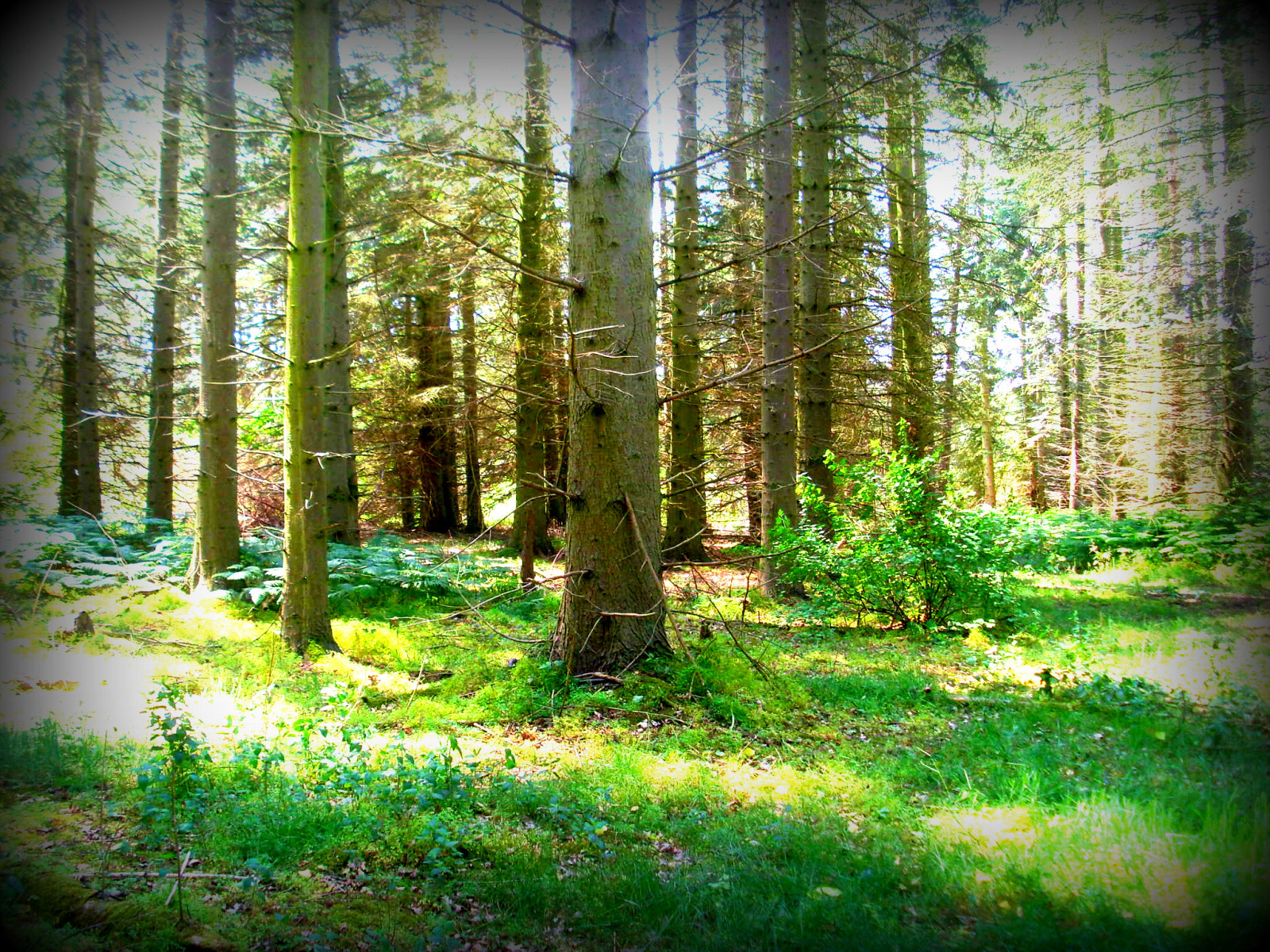 тапети : растение, зелен, екорегион, People in nature, листо, Natural ...