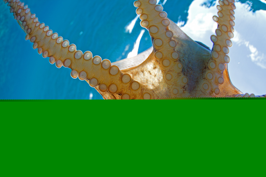 hav, væsen, vand, natur, ben, blå, dyreliv, Canon, undervands-, blæksprutte, liv, Sidde fast, Hawaii, dome, Maui, fiskeøje, dyr, ocean, marine, Pind, holde, otte, tag fat, fangarm, 815, sugekop, suge, cmtwaterhousing