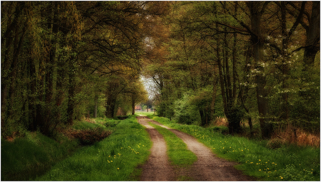 slunečnímu záření, les, temný, Příroda, dřevo, zelená, ráno, jaro, Limburg, strom, podzim, list, rostlina, sezóna, natur, louka, Wald, weg, nederland, bestcapturesaoi, niederlande, 5dmii, natuur, zálesí, bos, lente, venkov, místo výskytu, přírodní prostředí, atmosférický jev, dřevina, ekosystém, Dunkel, canonef70200mmf4lusm, Nizozemí, woud, donker, fruehling, Niederland, Stramproy, inesvanmegen, inesvanmegenthijssen