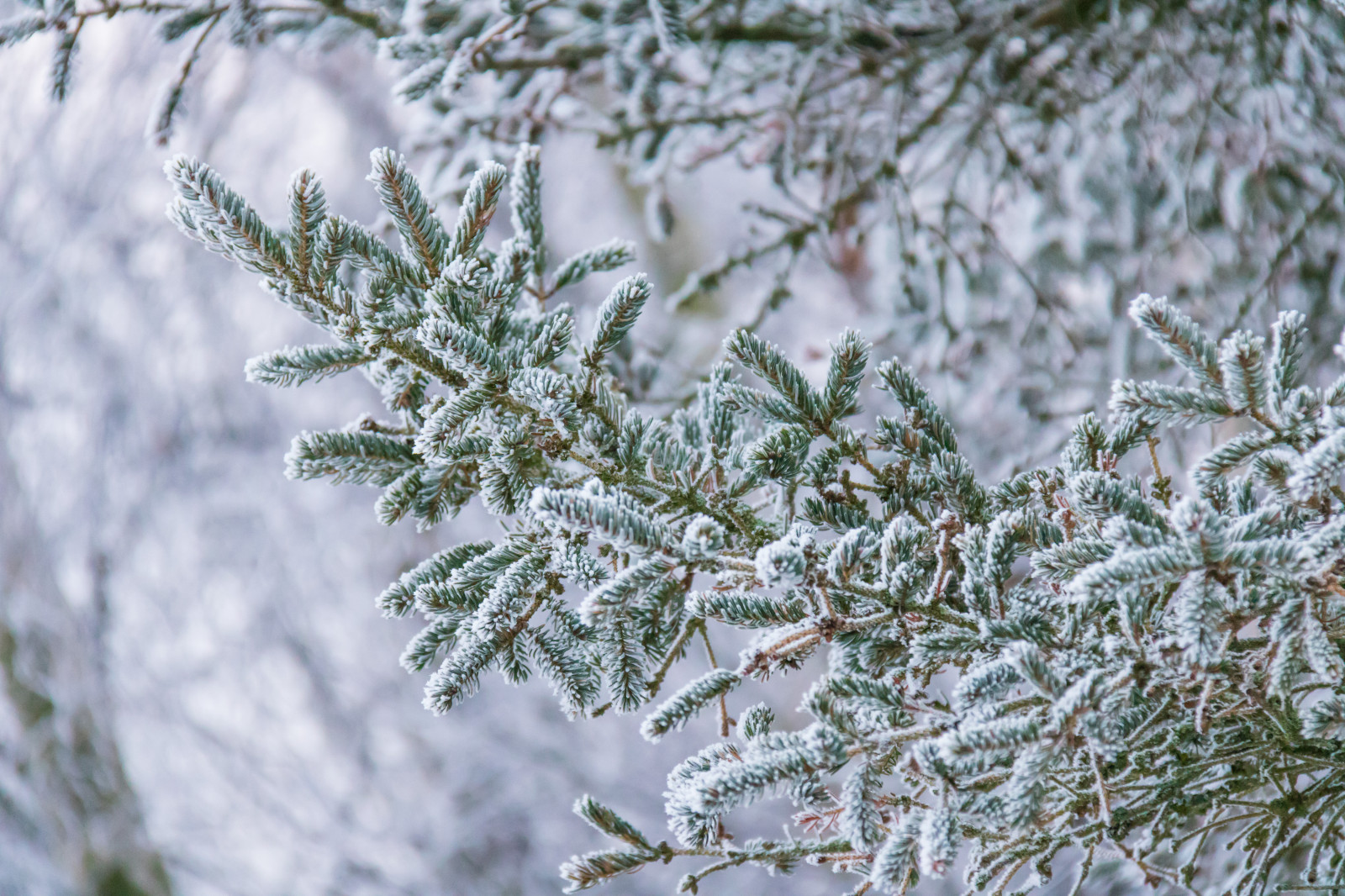 la neve, inverno, ramo, freddo, brina, abete rosso, abete, Brina, Congelamento, conifera, Sempreverde, albero, tempo metereologico, pianta, stagione, Vinter, kallt, skateholm, rimfrost, ramoscello, impianto di terra, pianta legnosa