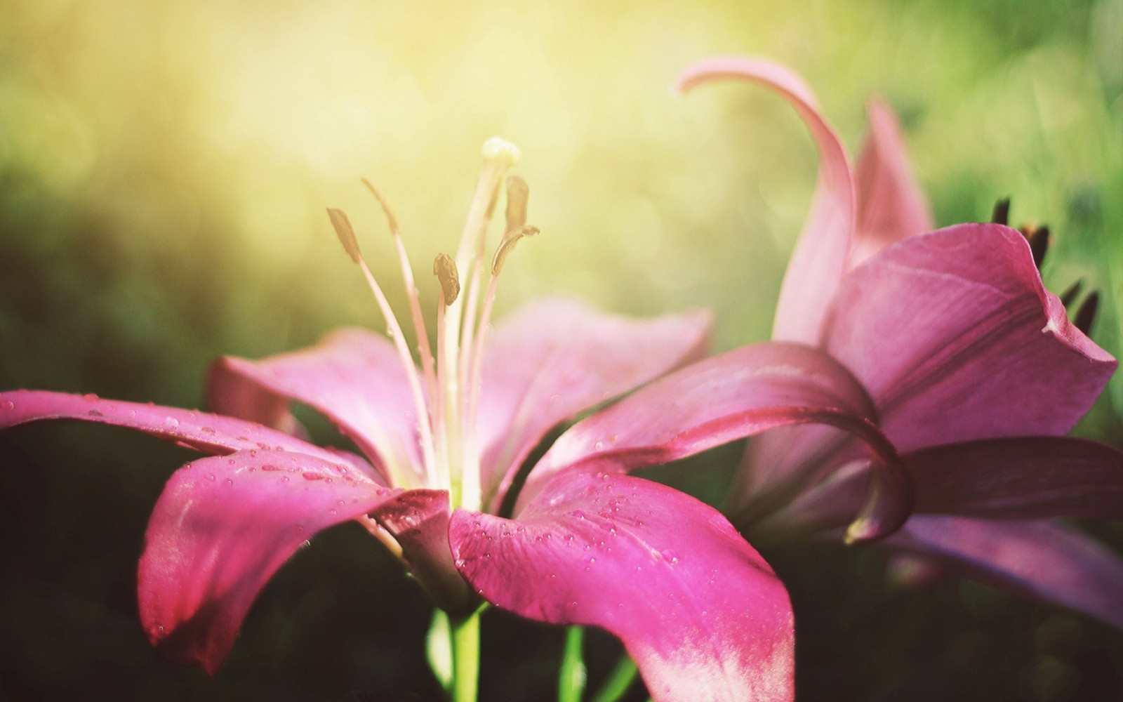 Wallpaper lily, flower, pink, petals 2560x1600 4kWallpaper