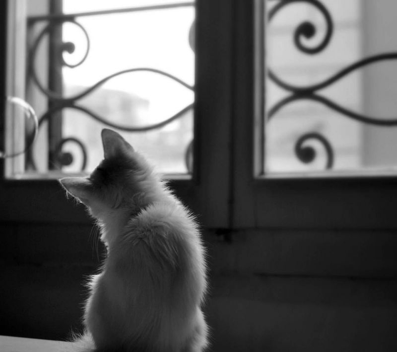 white, black, cat, animals, monochrome, whiskers white, black, cat, animals, monochrome, whiskers