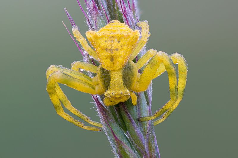 Gelb,Insekt,Flora,Makrofotografie,Nahansicht,Spinne