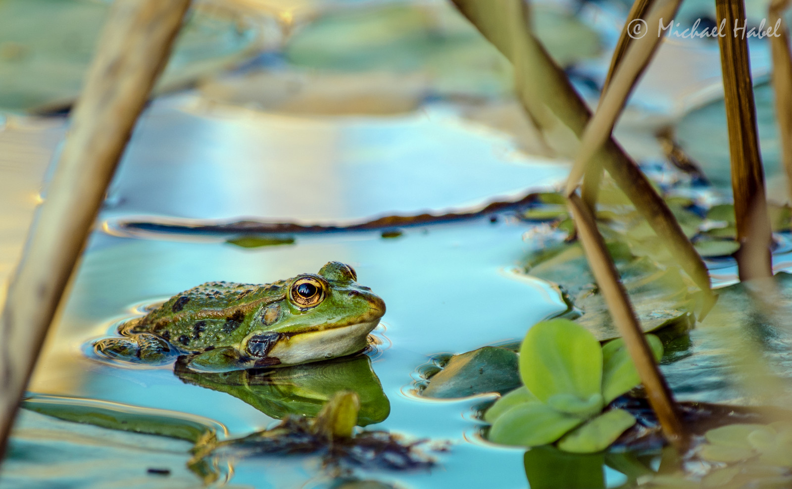 Ahoj, park, voda, Start, Německo, deutschland, zoologická zahrada, vidět, fotografie, jaro, Nikon, wasser, prosím, zoom, ngc, natur, joe, žába, prozkoumat, tele, Grun, Ufer, Tamron, Teich, baden, Landschaft, Frosch, Německo, Foret, garten, spiegelung, Černý les, FF, aa, Frogger, Kermit, Fruhling, DX, autofocus, 2014, Kr te, Bádensko-Württembersko, botanischergarten, Botanická, t mpel, badenwuerttemberg, zrcadlení, Quak, freiburgimbreisgau, s dbaden, tamron1750, tamronspaf1750mmf28xrdiiildasphericalif, Fokussiert, nikonflickraward, D5100, Gr nfr hling, nikond5100