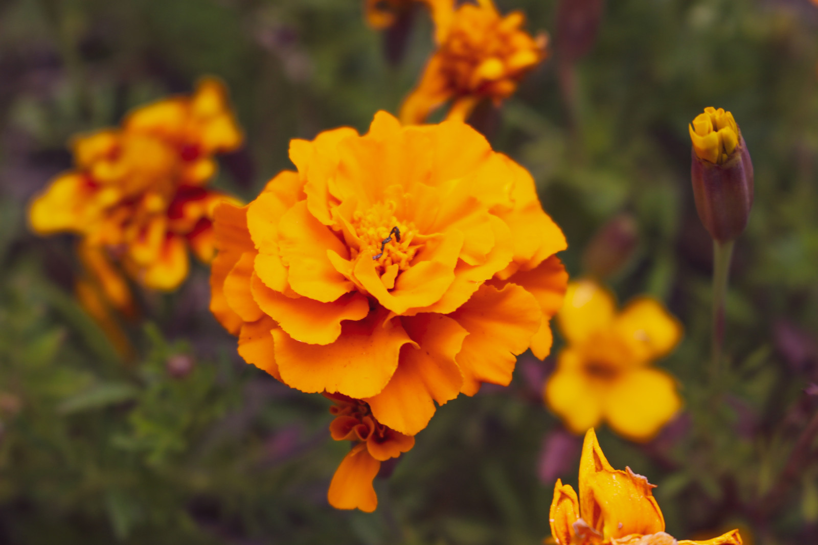 Wallpaper flower, flowers, wildlife, nature 5184x3456 PSYCHO94