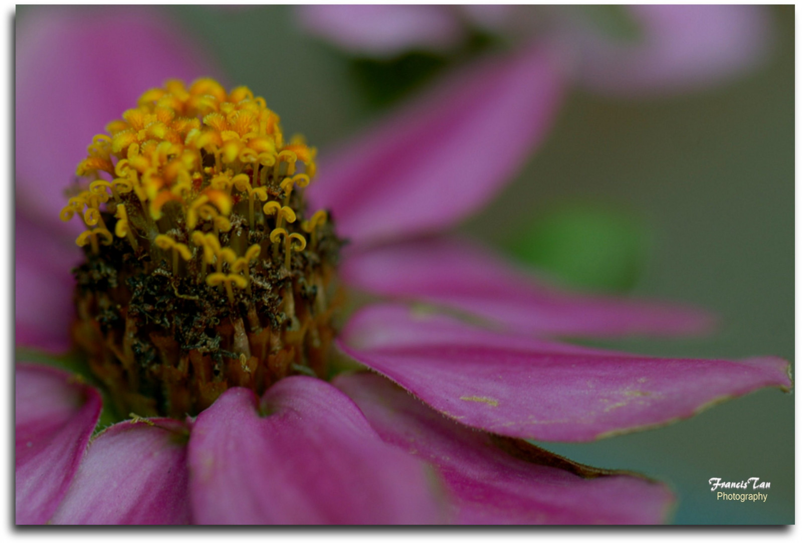 ญี่ปุ่น, ใกล้ชิด, แมโคร, เรณู, เบ่งบาน, โตเกียว, ดอกไม้, ปลูก, พืช, กลีบดอก, ดอกไม้ป่า, พฤกษศาสตร์, โรงงานที่ดิน, พืชดอก, ใกล้ชิด, การถ่ายภาพมาโคร, ครอบครัวเดซี่, น้ำทิพย์, Fongetz, ฝรั่งเศส, vrmicro, dof105mm