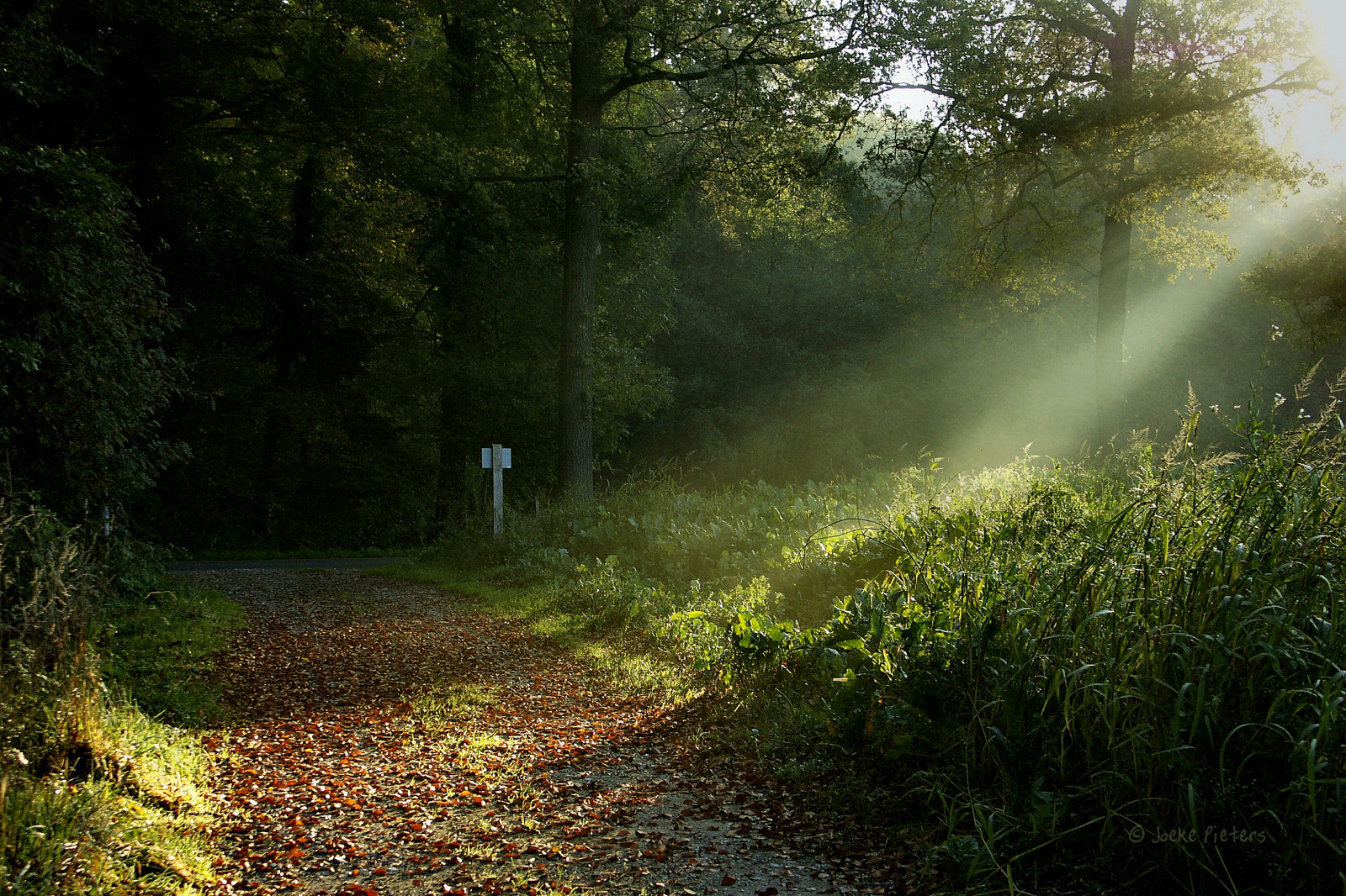 slunečnímu záření, krajina, les, Příroda, tráva, nebe, pole, silnice, ráno, mlha, atmosféra, Nizozemí, džungle, cesta, sluneční paprsky, přírodní rezervace, Holandsko, strom, podzim, list, mygearandme, vegetace, louka, sluneční paprsky, mygearandmepremium, mygearandmebronze, mygearandmesilver, mygearandmegold, nederland, platinumheartaward, mygearandmeplatinum, artistoftheyearlevel4, blueribbonwinner, Winterswijk, Gelderland, zálesí, venkov, počítač tapeta, mírné jehličnatý les, biome, tráva rodina, prales, zonnestralen, Achterhoek, Woold, 1111