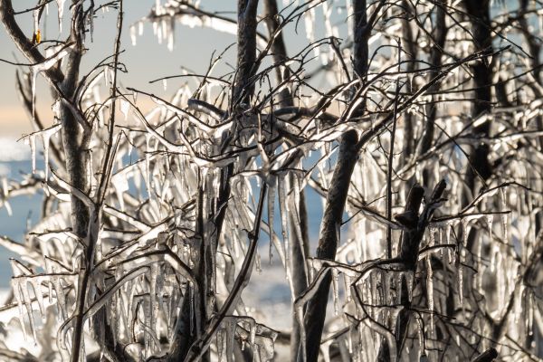 nature,snow,winter,wood,branch,ice
