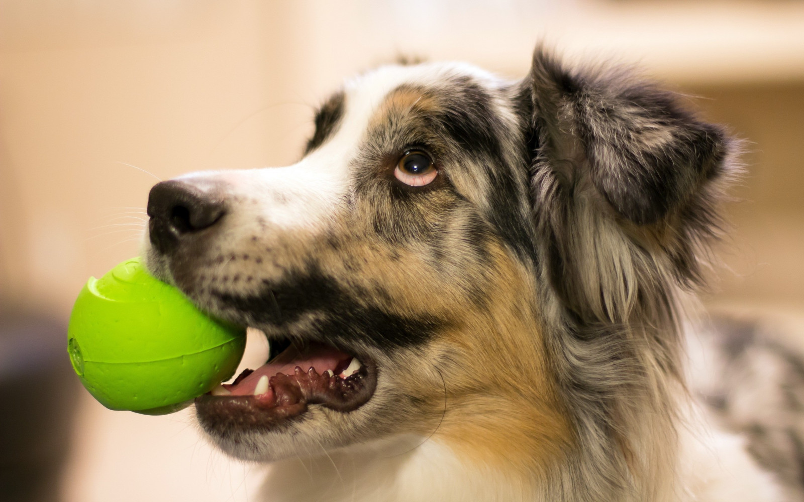 hund, boll, Australian Shepherd, se, valp, däggdjur, ryggradsdjur, närbild, hund som däggdjur, hundras