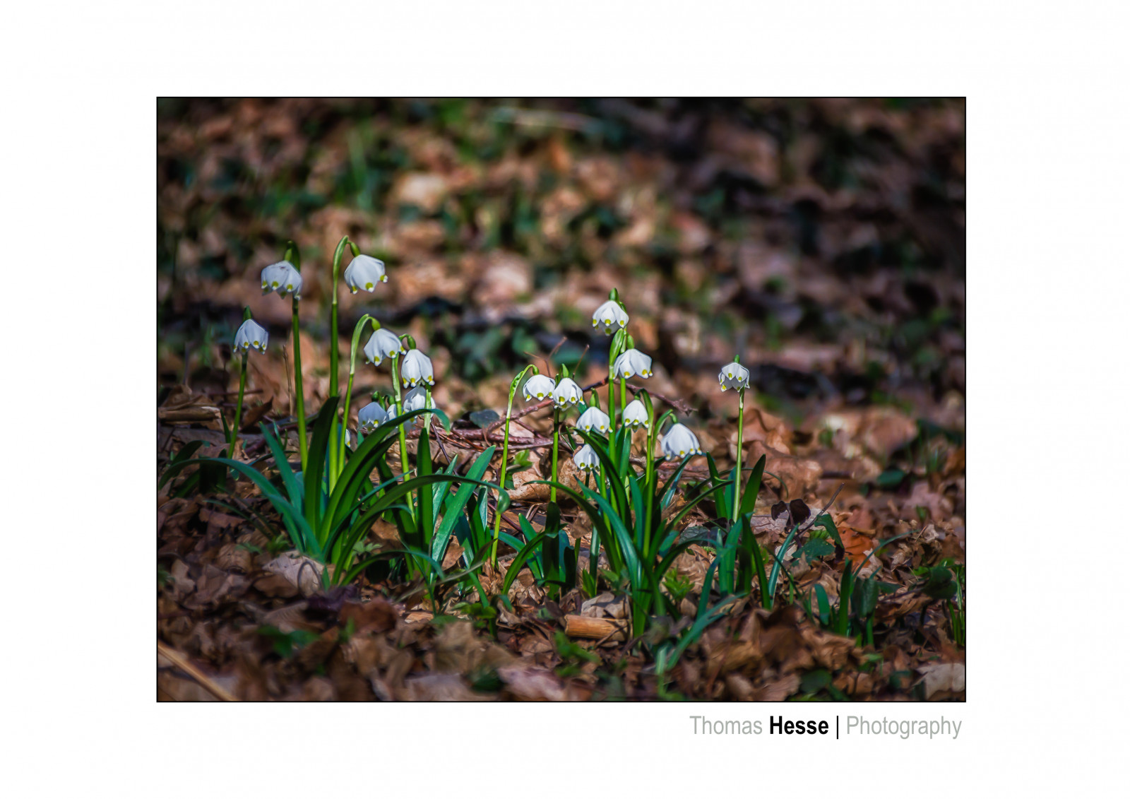 tráva, jaro, květ, rostlina, flóra, makro, deutschland, divoká rostlina, Fruhling, eos700d, m rzenbecher, hth56, thomashesse, blumenundpflanzen, fr HBL ji, Fokussiert