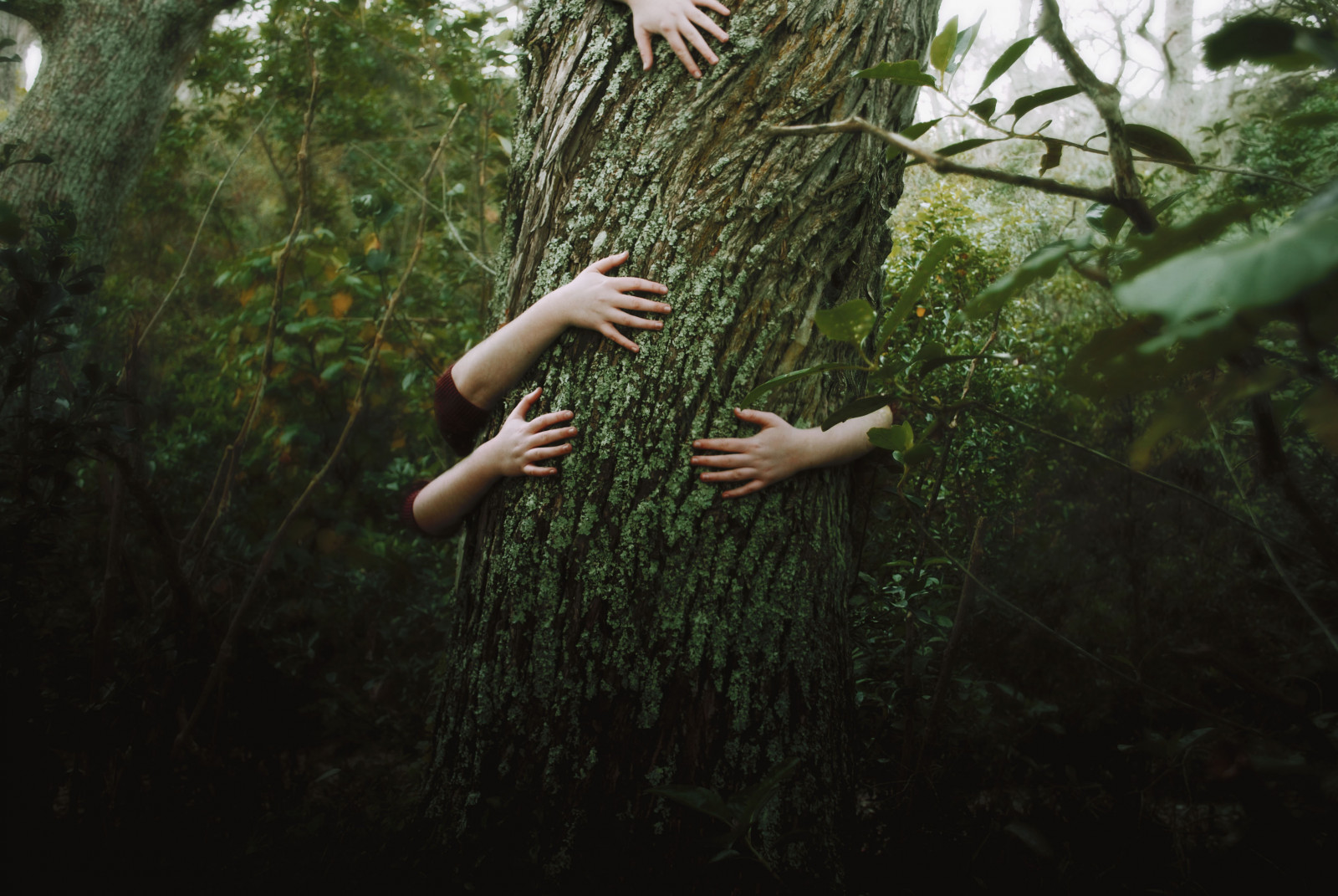 zelená, Příroda, strom, list, les, dívka, tráva, džungle, větev, rostlina, zálesí, slunečnímu záření, prales, deštný prales, kufr