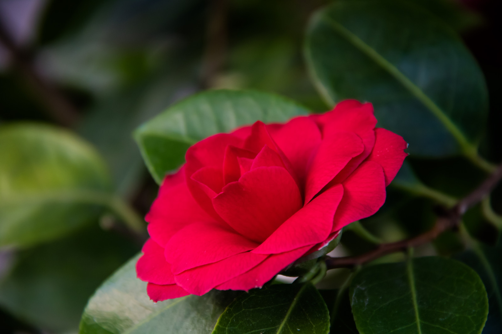Červené, růže, tyč, ibišek, list, květ, rostlina, flóra, Blomma, okvětní lístek, Vellinge, vellingeblomman, Hibiskus, botanika, suchozemská rostlina, kvetoucí rostlina, keř, makro fotografie, růže rodina, japonské kamélie