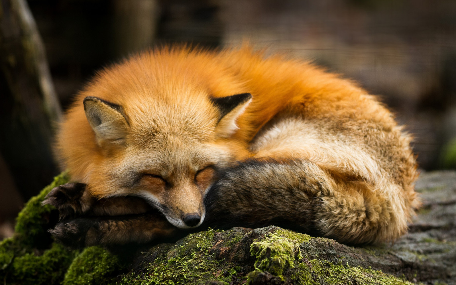 Fuchs, roter Fuchs, Tierwelt, Säugetier, Fauna, Kit Fuchs, Schnauze, Whiskers, Pelz, terrestrial animal