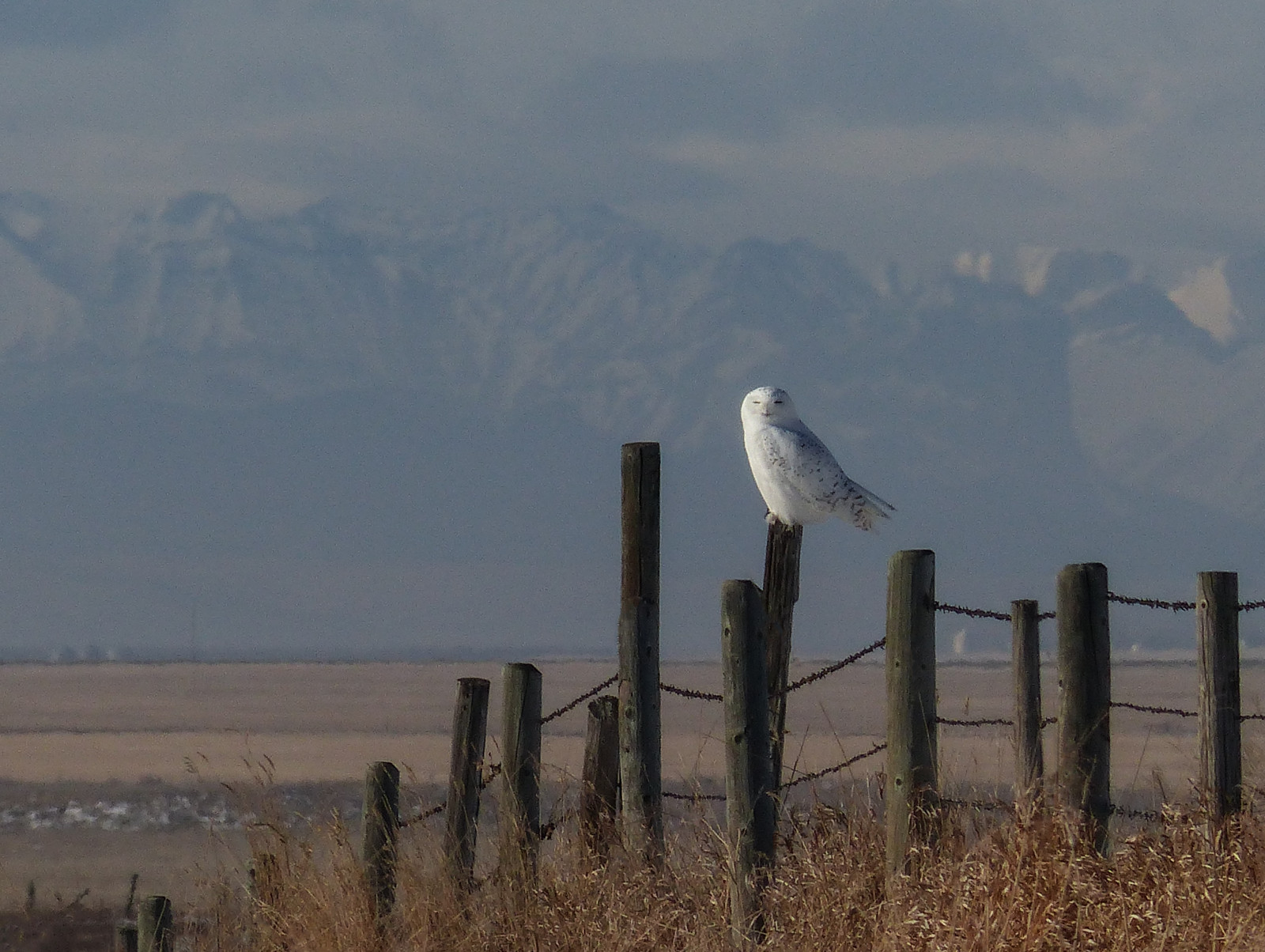 krajina, hory, ptactvo, Příroda, nebe, zima, pole, Volně žijících živočichů, Kanada, sova, Alberta, polního, scenérie, pták, birdofprey, mužský, sněžná Sova, prérie, influenza, ekoregion, posazený, plotový kůl, ornitologie, seofcalgary, franklakeandarea, Buboscandiacus, Teplozávěru