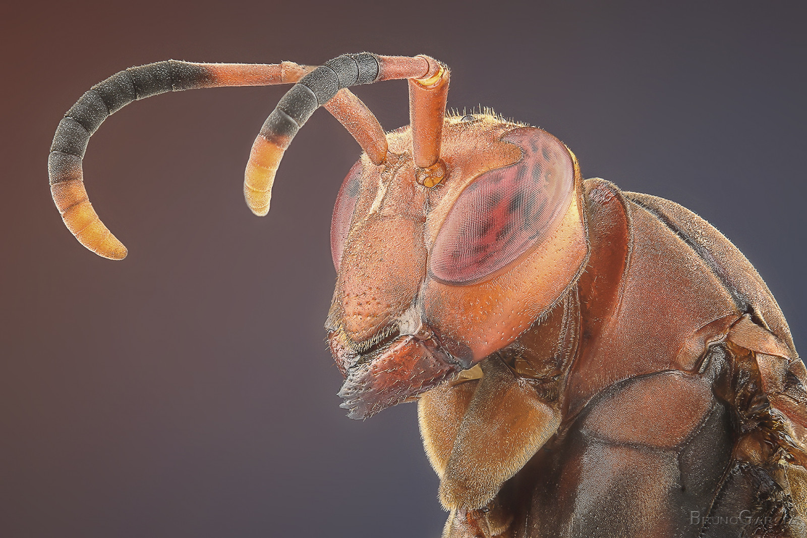 cibo, fotografia, macro, insetto, Canone, Brasil, imenotteri, capo, fiore, impilamento, fauna, 100 millimetri, parà, avvicinamento, fotografia macro, invertebrato, mt24ex, Abaetetuba, focus stacking, marimbondo, Caba, Vespidae, diydiffuser, 190XPROB, 496RC2, manfrotto454, empilhamentodefoco, tunosdeextens o