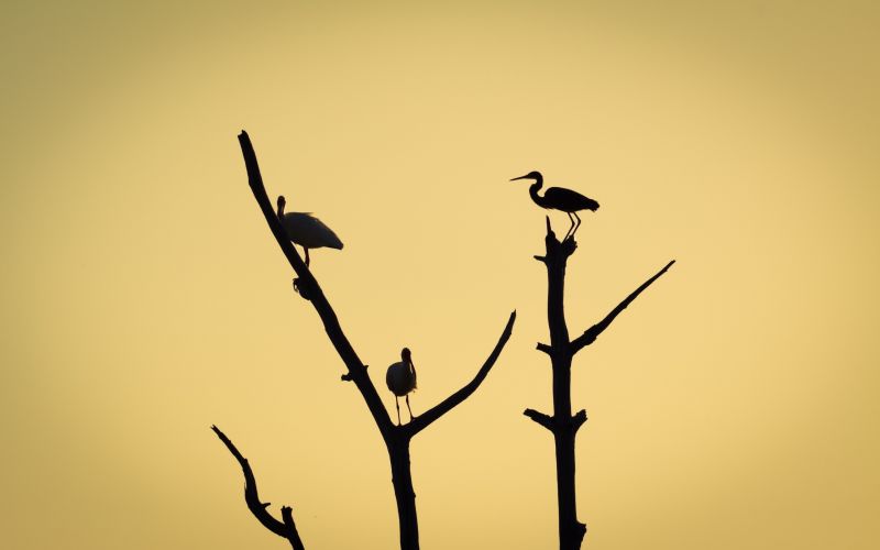 自然,写真,植物,2560x1600 px,動物,鳥