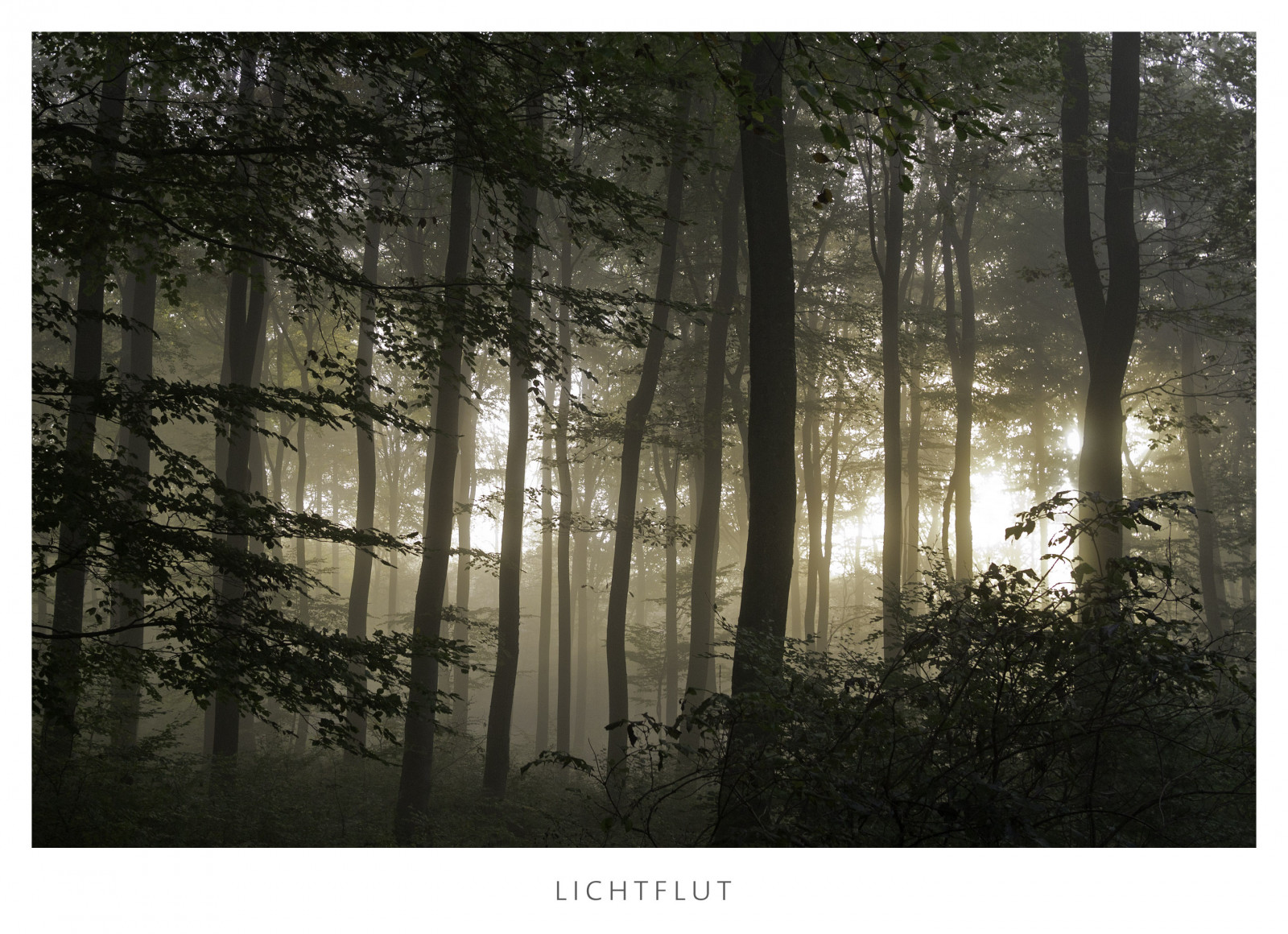 sollys, træer, Skov, fotografering, afdeling, Panasonic, lys, træ, tåge, mikro, Lumix, foto, fire, grafik, 20mm, MFT, skov, tredje, levested, naturligt miljø, atmosfærisk fænomen, økosystem, EJ, GX1