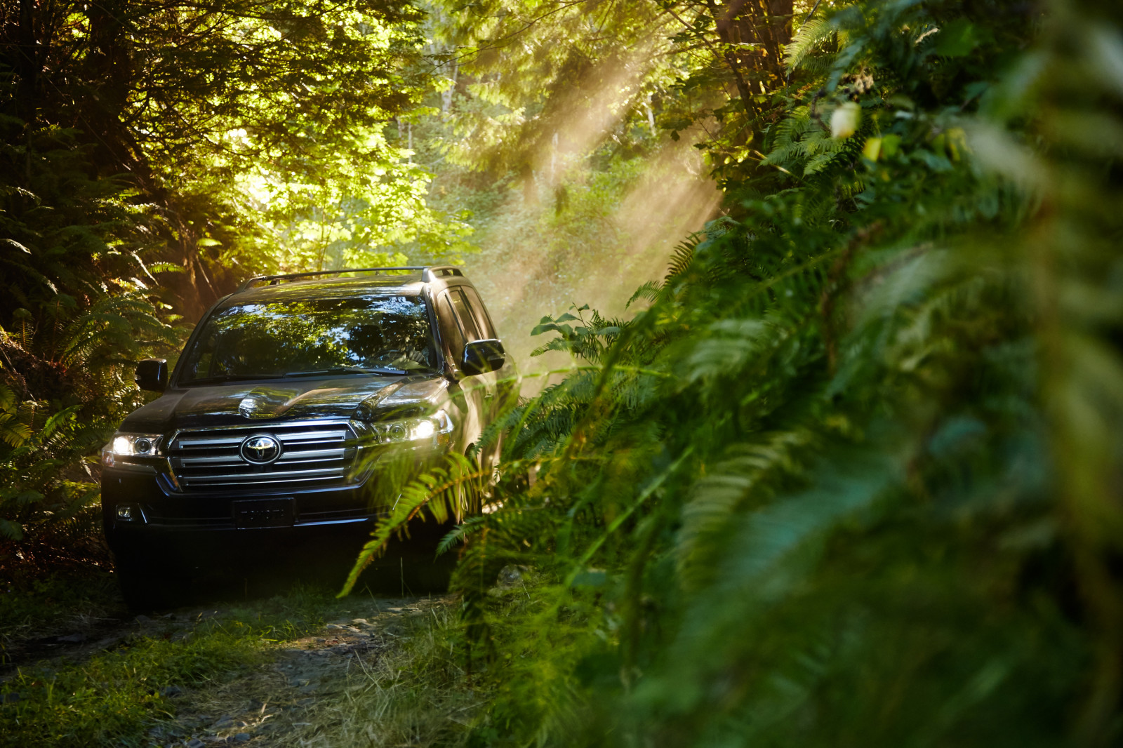 slunečnímu záření, les, auto, tráva, vozidlo, zelená, Toyota, džungle, Džíp, Land Cruiser, netcarshow, netcar, obrázky vozidel, photo auto, 2016, strom, podzim, zálesí, místo výskytu, přírodní prostředí, automobil make, off road