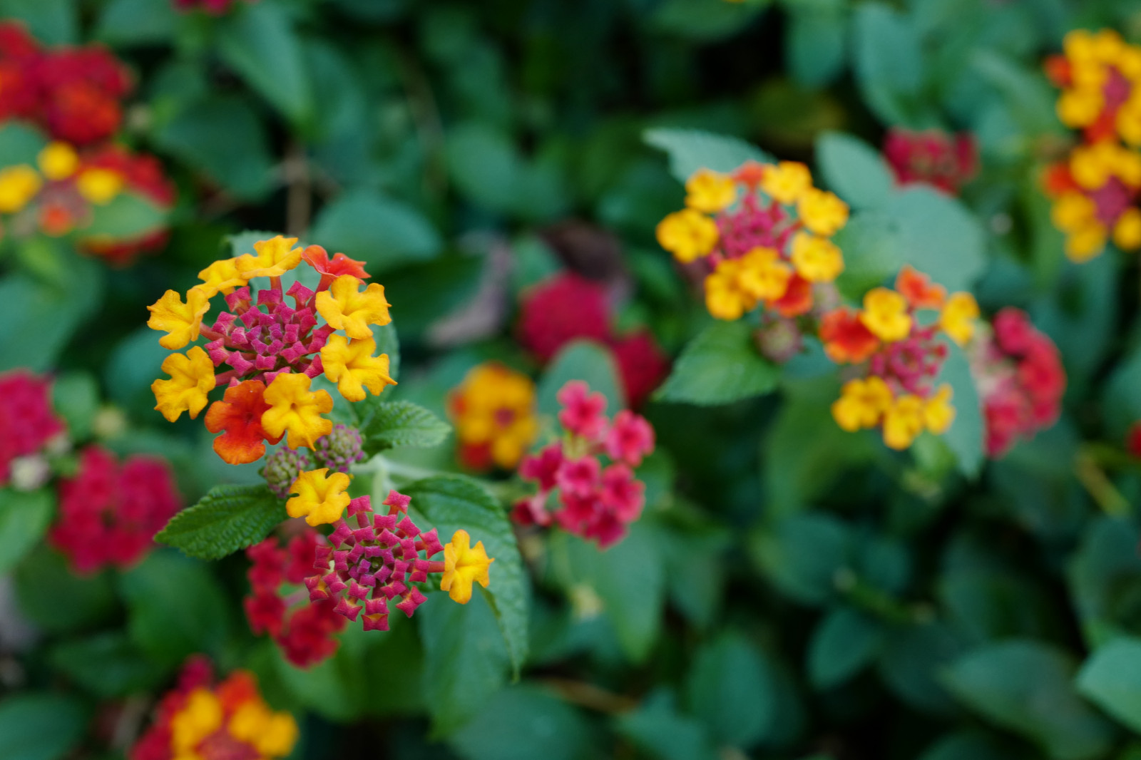 Wallpaper : Japan, garden, nature, yellow, Leica, Tokyo, herb, flower