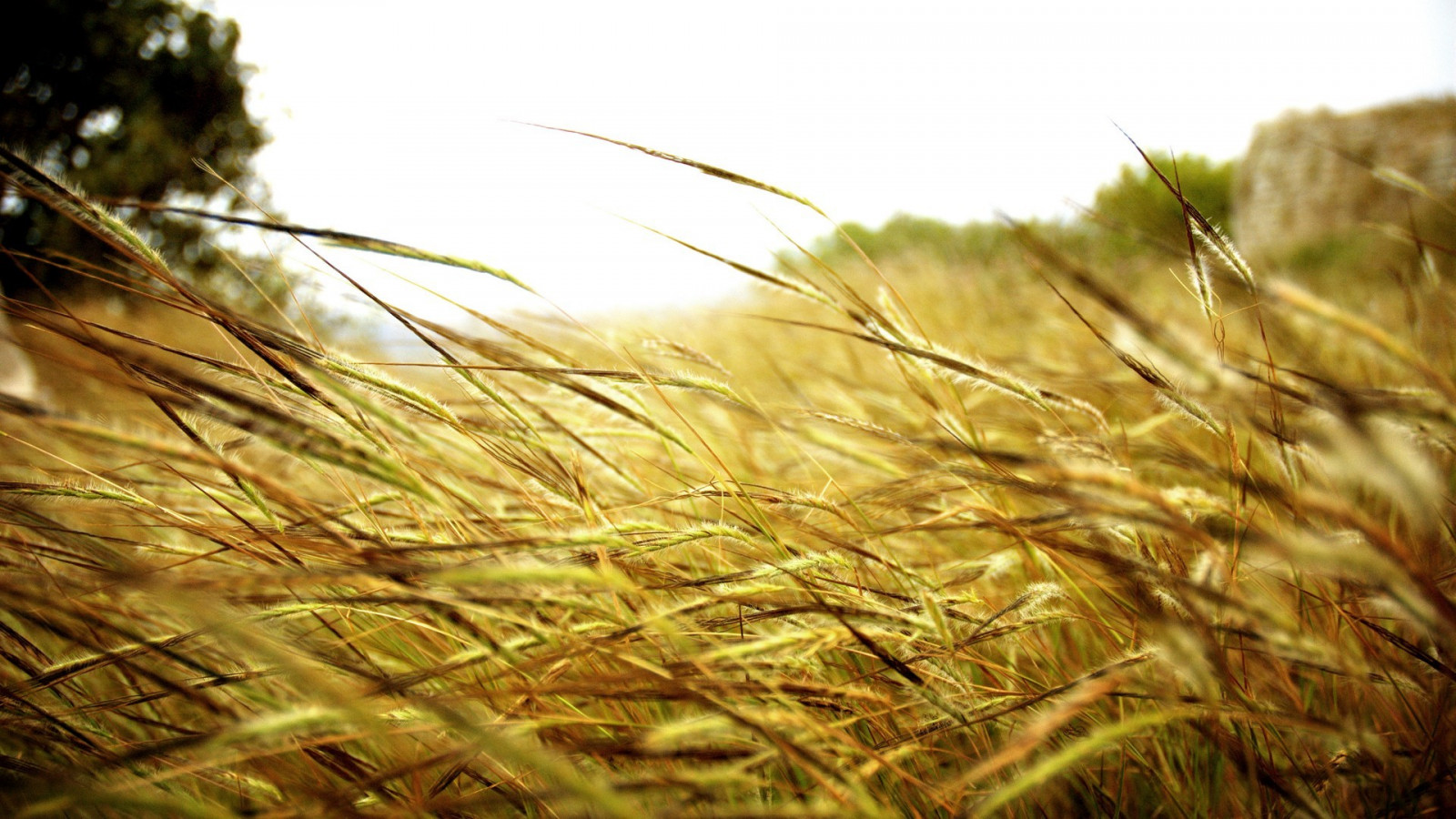 Hintergrundbilder : Sonnenlicht, Tiefenschärfe, Natur, Gras, Pflanzen ...