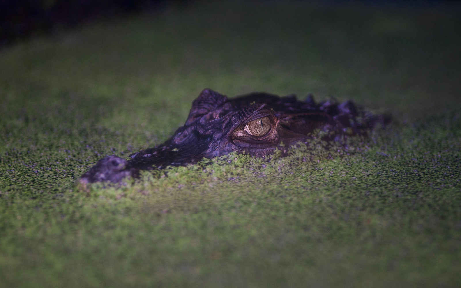 zvěř, Příroda, tráva, zelená, Volně žijících živočichů, plazi, plaz, krokodýl, fauna, aligátor, obratlovců, zblízka, makro fotografie, Crocodilia