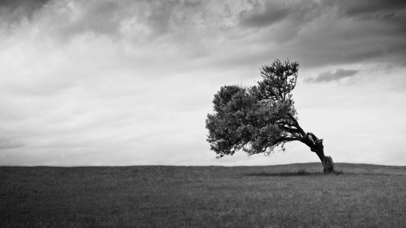 sunlight, landscape, white, black, monochrome, trees sunlight, landscape, white, black, monochrome, trees