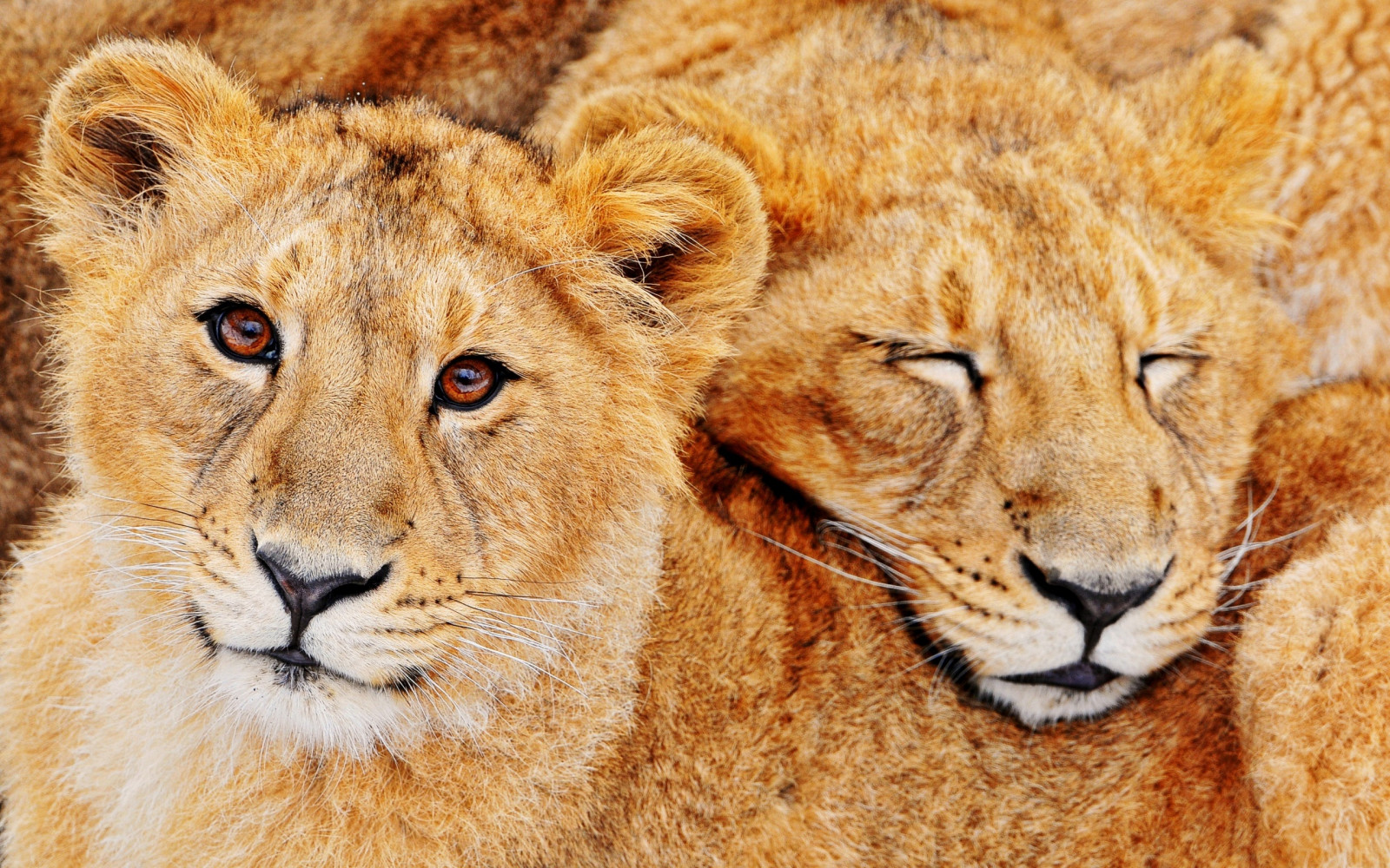 Lion, faune, couple, gros chats, moustaches, famille, embrasse, faune, mammifère, vertébré, fermer, Chat comme un mammifère, Groupe de race de chien, Masai Lion, les Lions