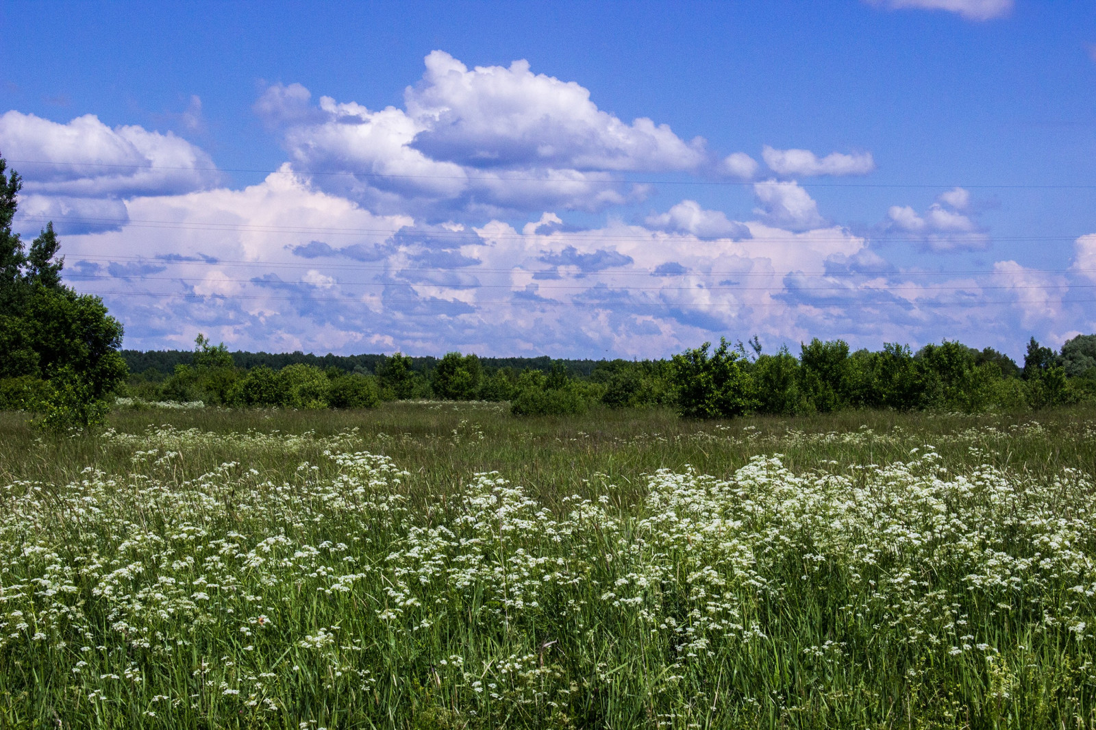krajina, květiny, kopec, Příroda, tráva, nebe, pole, horizont, Rusko, plošina, step, mokřadní, mrak, hora, květ, lučina, rostlina, flóra, pastvina, zemědělství, louka, prostý, divoká rostlina, prérie, oříznutí, venkov, místo výskytu, přírodní prostředí, geografický rys, ekosystém, tráva rodina