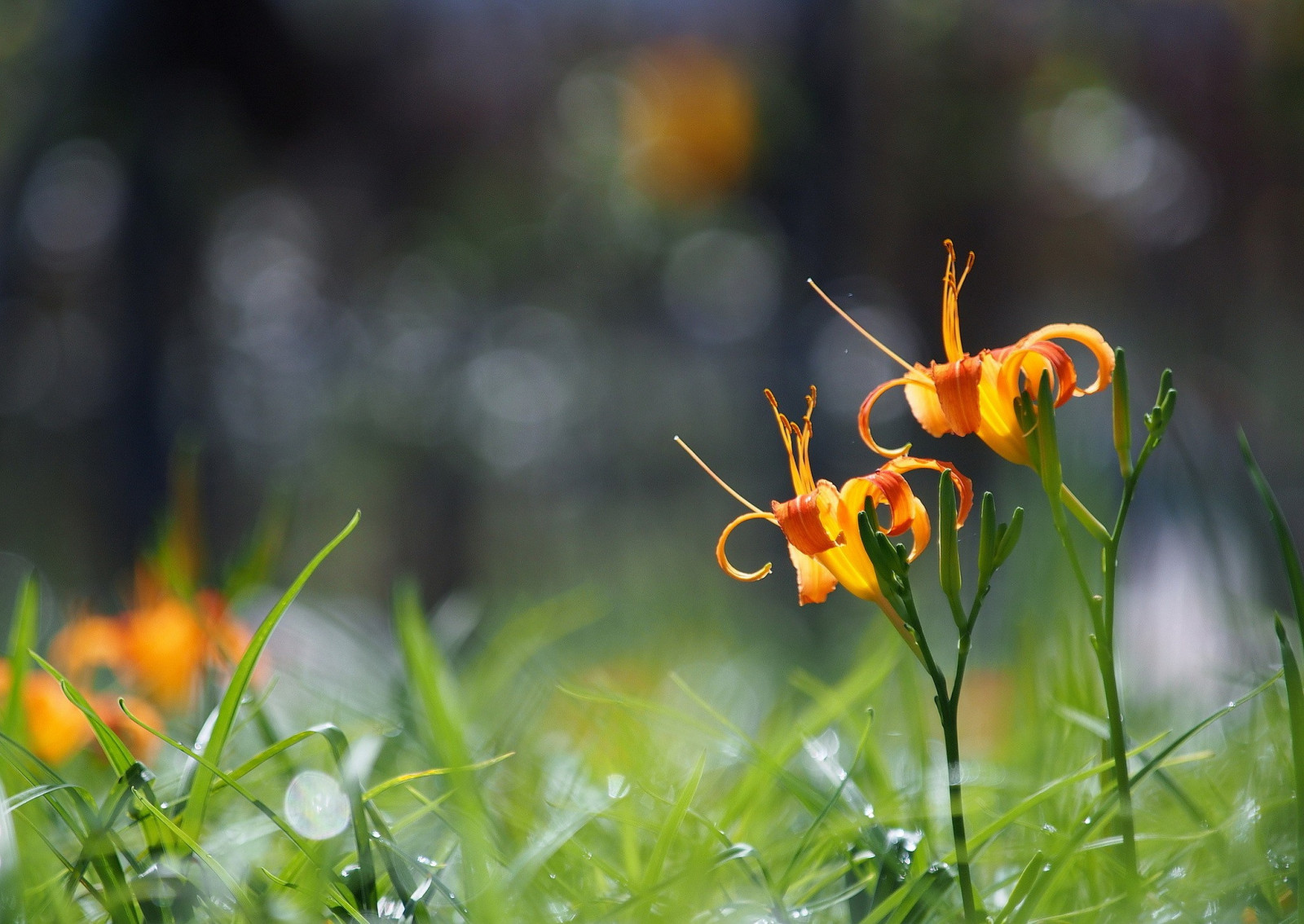 luce del sole, fiori, natura, erba, piante, verde, giallo, autunno, foglia, fiore, pianta, flora, prato, Fiore di campo, botanica, impianto di terra, pianta fiorita, avvicinamento, fotografia macro